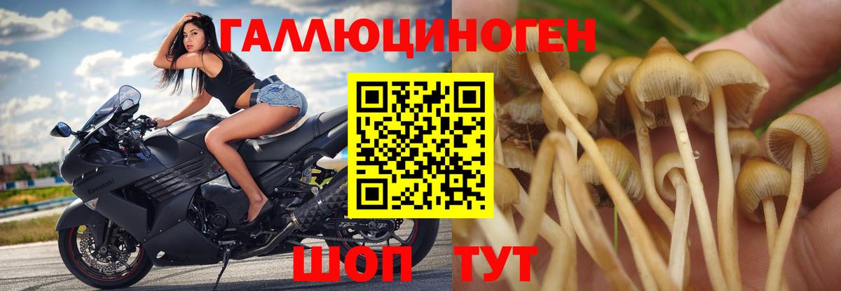 Псилоцибиновые грибы GOLDEN TEACHER Кропоткин